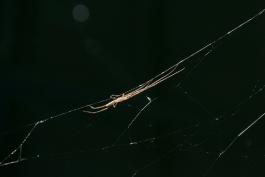 Photo of a longjawed orbweaver in typical outstretched posture, against black background