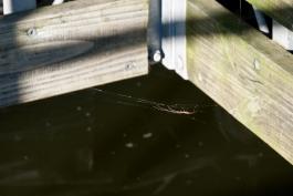 Photo of a longjawed orbweaver in her web