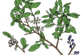 Illustration of lowbush blueberry leaves, flowers, fruits