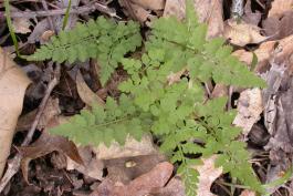 Photo of a lowland brittle fern plant growing among dried oak leaves
