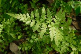 Photo of a lowland brittle fern frond