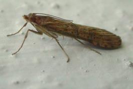 Photo of a lucerne moth