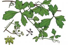Illustration of marine vine leaves, flowers, fruit
