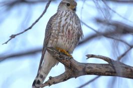 Photo of a merlin perched on a branch