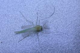 Photo of a green midge at rest, viewed from above