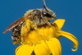 Andrenid bee on a yellow flower with a blue background
