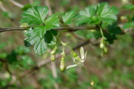 Missouri gooseberry, showing flowers and young leaves