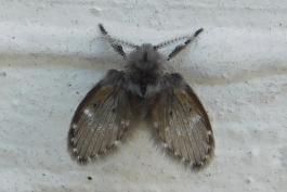 Moth fly resting on a white-painted wall