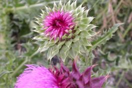 Photo of a musk thistle developing flower head.