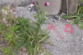 Photo of a musk thistle plant growing with other weeds in a parking lot.