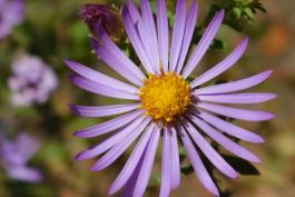 Closeup of single flowerhead of a New World aster with yellow disk florets and lavender ray florets