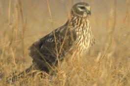 Photo of a female northern harrier standing on the ground