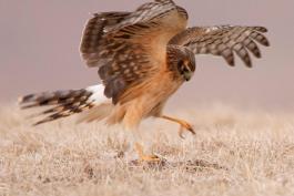 Photo of a juvenile northern harrier just above ground, reaching to grasp something with its feet