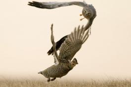Photo of a male northern harrier pursuing a greater prairie-chicken hen