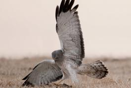 Photo of a male northern harrier with wing upraised