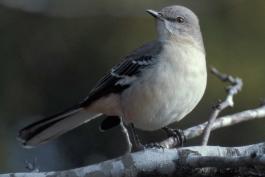 Photo of a northern mockingbird perched on a branch, head turned.
