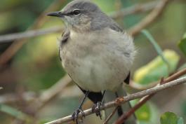 Photo of a northern mockingbird, perched.
