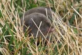 Shrew in a lawn, facing camera, poking its nose toward camera, through grass blades