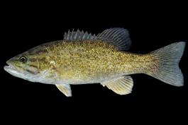 Smallmouth bass side view photo with black background