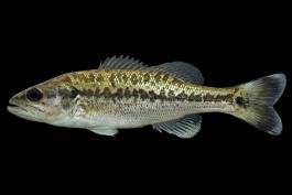 Spotted bass juvenile, side view photo with black background
