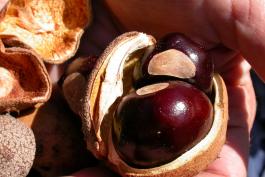 An Ohio buckeye fruit being split open to reveal seeds within