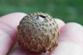Photo of an overcup oak acorn held on a hand