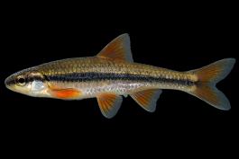 Ozark minnow male in spawning colors, side view photo with black background