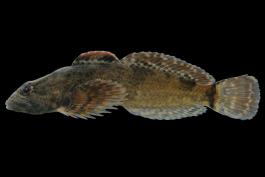 Ozark sculpin side view photo with black background