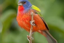 Photo of a male painted bunting with breast feathers fluffed.