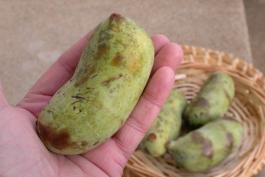 Photo of pawpaw fruit held in a hand, with more in a basket in the background.