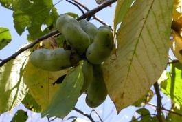 Photo of a cluster of ripe pawpaws on a tree.