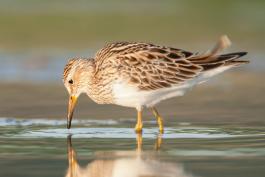 Side view of pectoral sandpiper, wading and dipping bill into water