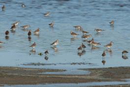View of about 24 pectoral sandpipers foraging in shallow water at Eagle Bluffs CA