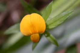 Photo of a pencil flower, closeup on blossom
