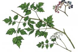Illustration of peppervine leaves, flowers, fruit