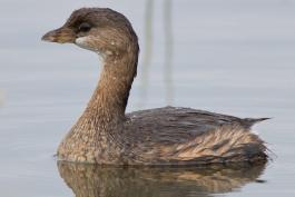 Photo of a pied-billed grebe in nonbreeding form.