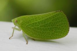 Acanaloniid planthopper, green, viewed from side