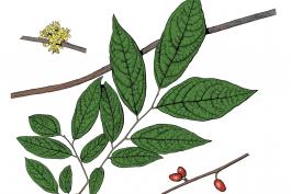 Illustration of pondberry leaves, flowers, fruits.
