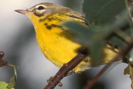 Photo of a prairie warbler, closeup of head and breast