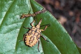 Juvenile predatory stink bug on leaf with inchworm prey