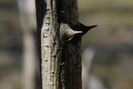 Closeup of prickly ash prickles, Hart Creek CA