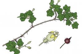 Illustration of prickly gooseberry leaves, flowers, fruits