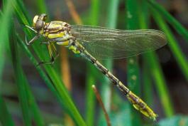 Newly emerged adult pronghorn clubtail dragonfly perched on a grass stem