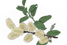 Illustration of pussy willow leaves, stem, flowers.