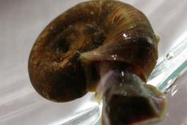 Photo of a ramshorn snail crawling in a water-filled petri dish.