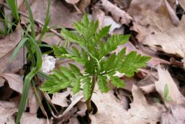 Photo of a rattlesnake fern in early spring