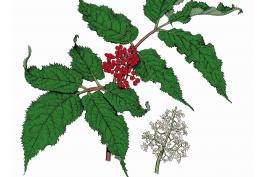 Illustration of red-berried elderberry leaves, flowers, fruits
