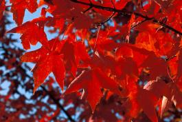 Red maple branch with brilliant red fall color