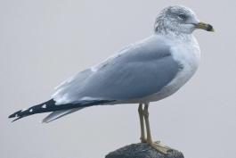 Photo of a ring-billed gull adult, standing on a post.
