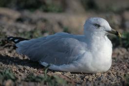 Photo of a ring-billed gull adult, sitting on land.